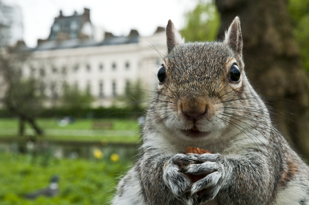 Curtailed; Will Contraception Spell The End Of London’s Grey Squirrels ...